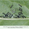 melitaea didyma larva1 talgi1